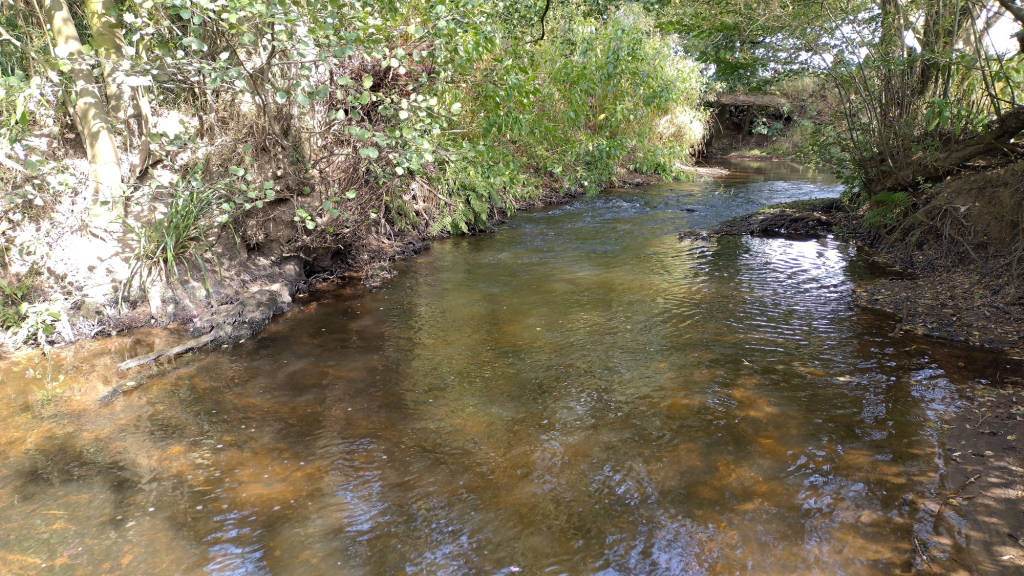 Photo of the three fish run